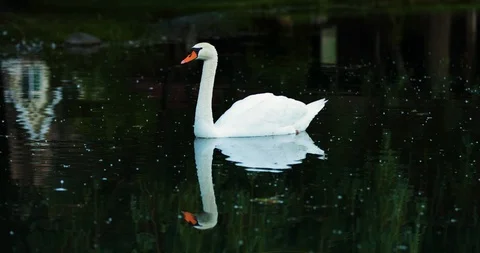 Swan 1 Stock Footage 116636996