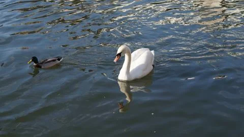Swan 1 Stock Photos