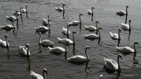 SWAN 1min 2k slomo Vídeo Stock 284681012