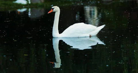 Swan 2 Stock Footage 116636994