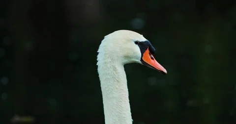 Swan 3 Stock Footage 116636997