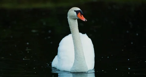 Swan 4 Stock Footage 116636988