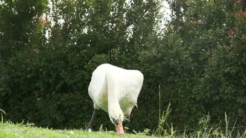 Swan 4K Stock Footage 135742769
