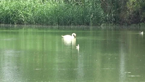 Swan 9 Stock Footage 152577390