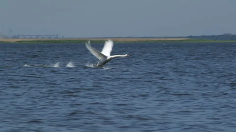 The swan accelerates 库存影片 91786062