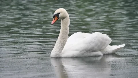 Swan in Adda river Stock Footage 131910980