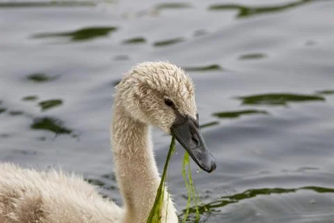 The swan and the algae Stock Photos