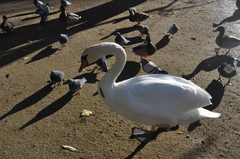 Swan and Chicks Stock Photos