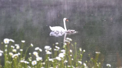 Swan and Cygnets Stock Footage 168761569