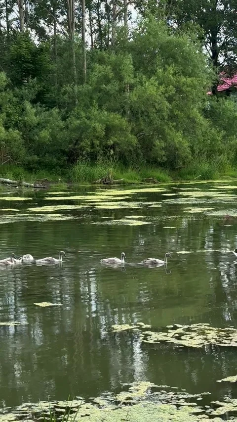 Swan and cygnets Vídeos de archivo 338126779