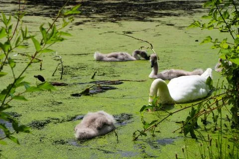 Swan and Cygnets in a Lake 写真素材