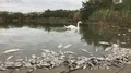 Swan and dead fish ,slow motion HD видео футажи