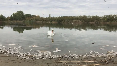 Swan and dead fish ,slow motion Stock Footage 81880573