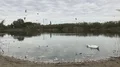 Swan and dead poisoned fish in contaminated water,Slow motion Vidéos HD