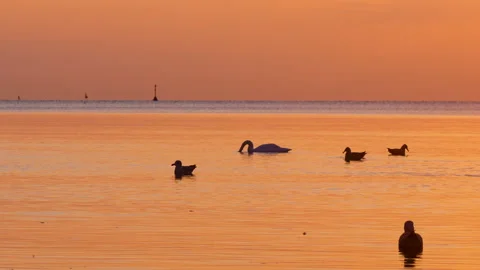 Swan and ducks float on calm orange water under a vibrant sunrise sky. Vídeos de archivo 314426355