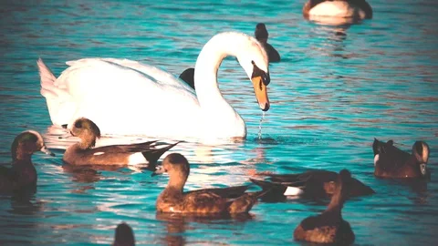 Swan and ducks  스톡 동영상 86618571