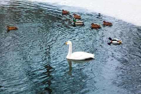 Swan and ducks Stock Photos