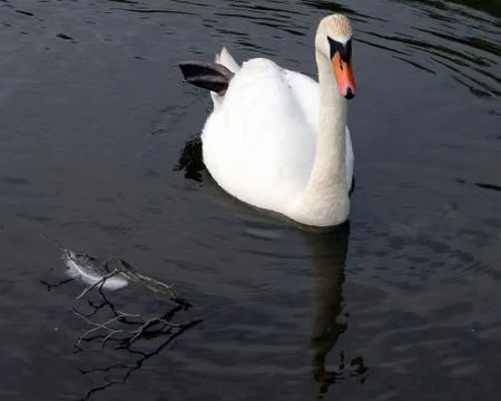 Swan and a feather Stock Photos
