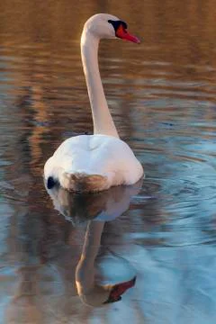 Swan and its Reflection Stock Photos