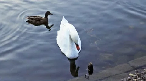 Swan And Mallard Dancing Stock Footage 8972754