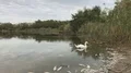  Swan and poisoned dead fish 4k or 4k+ Resolution