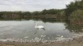 Swan and poisoned dead fish ,Slow motion Vidéos HD