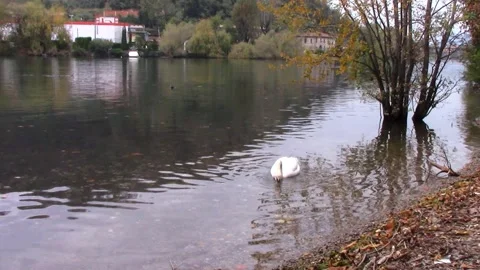 Swan and reflections  in Adda river, Lecco, Italy Vídeo Stock 141608548