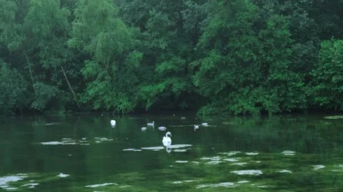 Swan and river Video stock 326925362
