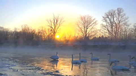 The Swan and the River Mist 스톡 동영상 332441999