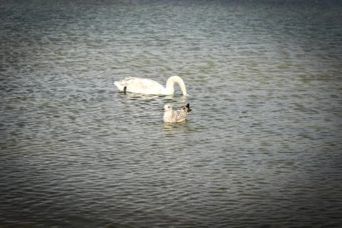 Swan and Seagull float on water Stock Photos