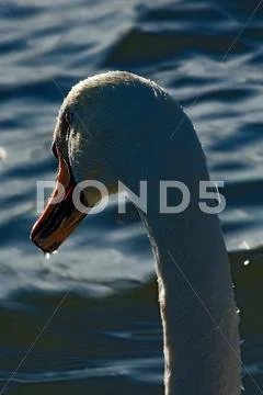 Swan and waterdops in head Stock Photos