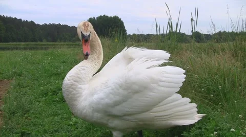 Swan attacking and defending chicks Stock Footage 3708755