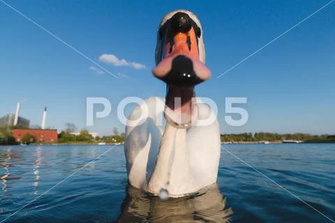 Swan attacking a camera, tries to bite blue water and sky Stock Photos
