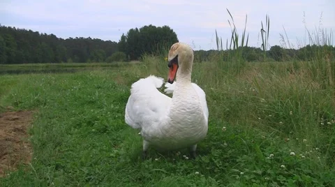 Swan attacking Stock Footage 3710172