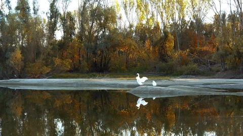 Swan on the autumn river Stock Footage 119419617