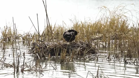 Swan Awaiting Stock Footage 329119711