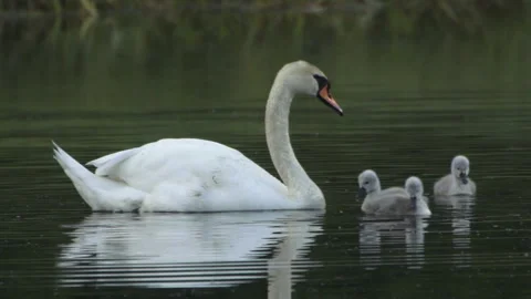 Swan with Babies Video stock 243228568