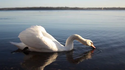 Swan in the Baltic Sea. Stock Footage 101990879