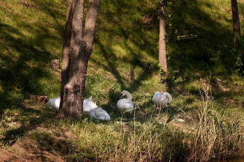 Swan bank. Group of white mute swans on the shore of the lake in the shade of Stock Photos