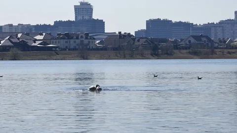 The swan bathes. 스톡 동영상 116794486