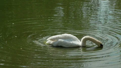 Swan bathing in the pond at a park. Slow motion Stock Footage 107626486