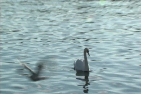 Swan in Bay Stock Footage 8540420