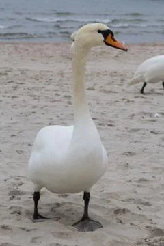 Swan on the beach Stock Photos