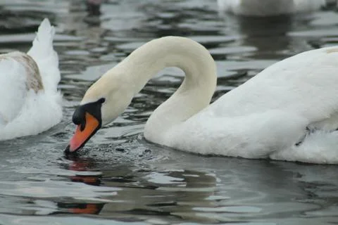 Swan being fed within Hyde Park's Serpentine Lake Stock Photos