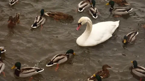 Swan between ducks Stock Footage 237097468