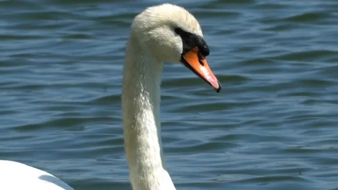Swan Bird face close up view Stock-Footage 274415088