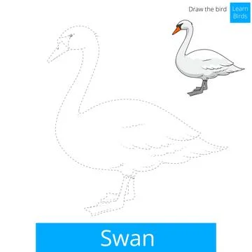 Swan bird learn to draw vector Stock Illustration
