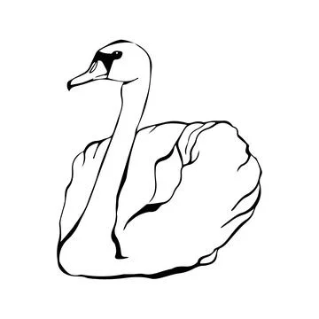 Swan bird on water surface in continuous line art drawing style. Black line.. Stock Illustration