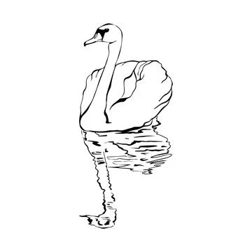 Swan bird on water surface in continuous line art drawing style. Black linear Stock Illustration