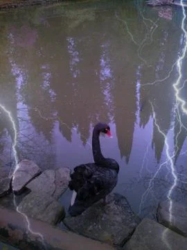 Swan black Foto stock